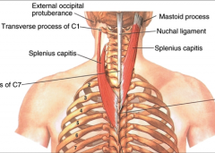 splenius muscle (capitis and cervicis)


-acting alone = laterally flex and rotate head and neck to same side


-together = extend head and neck