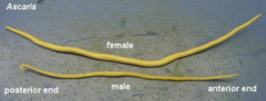 They have separate sexes. Males are generally smaller have have a hooked tail/end.