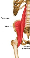iliacus + psoas muscles that share common insertion and action


Action: hip flexion and ER


active during walking, sitting, and standing