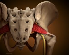 when hip is extended and in nonweightbearing: hip ER


-when hip flexed at 90 deg: hip abd


-in weightbearing, piriformis resists hip IR