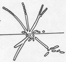 Short chains of spores in culture. also fragments forming rods and cocci like cells