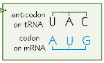 A tRNA molecule with a anticodon that is complimentary to the start codon of the mRNA strand attaches itself.
A second tRNA molecule does the same to the second codon on the mRNA strand.
The codon pairing is called complementary base pairing.
