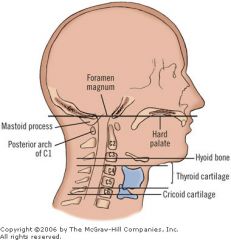 superior to the thyroid cartilage at C3 level