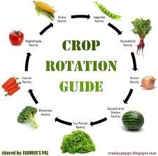 crop rotation