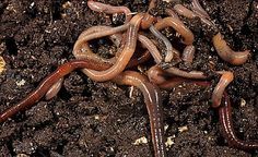earthworm (Lumbriculus terrestris)