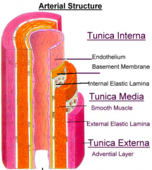 endothelium basement membrane and internal elastic lamina