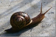 Snail