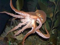 Octopus