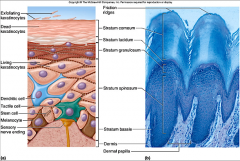 stratum corneum (horny layer)
stratum lucidum (clear layer)
stratum granulosum (granular layers)
   - lamellated granules
   - keratohyaline granules
stratum spinosum (spiny layer)
stratum basale (basal layer)