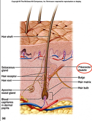 epithelial root sheath
connective tissue root sheath
hair receptors entwine each follicle
piloerector muscle - goose bumps, raises hair