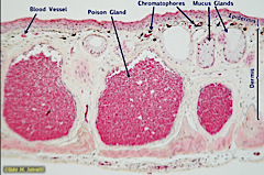 common in amphibians, modified mucus gland