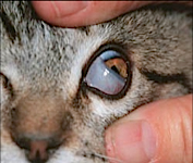 Transparent eyelid that can be drawn across the eye for protection and lubrication while maintaining visibility