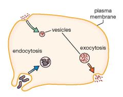 External particles near the
plasma membranes are enclosed by the membrane and are 'pinched' off to form a
vesicle enclosing the particle. The vesicle then becomes fused with the
lysosome so that its contents can be digested.