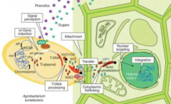 When Agrobacterium tumefaciens enter a wound in a plant

The bacteria uses a confugation apparatus encoded on a large confugative plasmid (ti) to deliver a segment of "T-DNA" into plant cells

This T-DNA is able to integrate into plant cell genom...