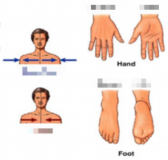 Name the arrows and sides of the hand and foot.