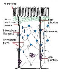 











 Animal tissues are held
     together in junctions between plasma membranes: 
 -Tight junctions - limit extracellular fluid 
-Fibrous
connections hold cells together 
-Gap junctions - allow nutrients and ions to pas...
