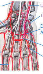 Label from top right going clockwise.


 


What artery branches off into the thumb?
