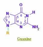 Describe.
a. Adenine
b. Guanine
c. Thymine
d. Cytosine
e. Uracil