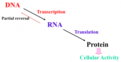 DNA --transcription --> RNA
DNA <--reverse transcriptase-- RNA (usually retroviruses such as HIV 
RNA -- translation --> protein --> cellular effects
