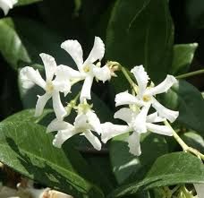Trachelospermum jasminoides