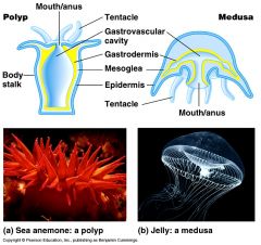 Polyp vs. Medusa