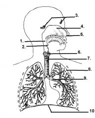 Respiratory System
Parts?
Functions?