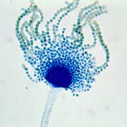 As fiálides de Aspergillus sp. produzem esporos ramificados ou não?