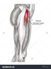 Thigh Muscles Tensor fasciae latae