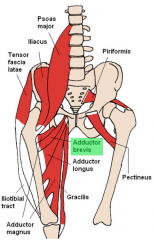 Adductor Brevis Muscle