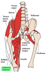 Adductor Magnus Muscle (adductor part)