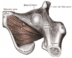 Obturator Externis Muscle