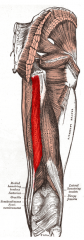 Semitendinosus Muscle