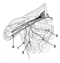 Lateral pectoral nerve (4)


 
