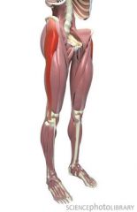 Thigh Muscles  Iliotibial tract