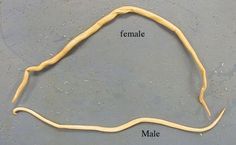 Ascaris- Roundworm (Pseudocoelomate= cavity between endoderm & mesoderm)