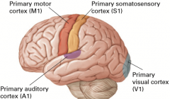 A1 - Primary auditory cortex for sound
S1 - Primary somatosensory cortex for sensation
V1 - Primary visual cortex for sight

Blindness, even if eyes work perfectly