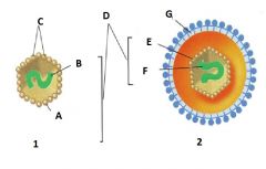 Which of the following is the "Enveloped Virus"?


A. 1
B. 2