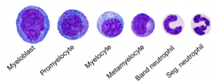 Myeloblast -> Promyelocyte -> myelocyte -> metamyelocytge -> bands -> segmented neutrophils 