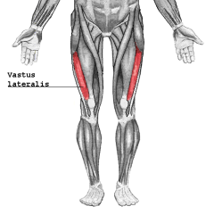 Quadriceps femoris  Vastus lateralis