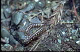 Millipedes


Vegeterian (safe)


Wormlike, many legs (2 per segment)  