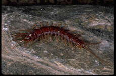 Centipedes 


Pair of antennae on head  Three pair of appendages modified as mouth parts,


jawlike mandibles


One pair of walking legs per segment


Predators, poison claws