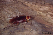roaches 


Exp: Periplaneta americana – American Cocroach 