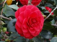 Camellia 
japonica