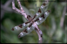 dragonflies & damselflies


Dragonflies -Imcomplete metemorphosis 