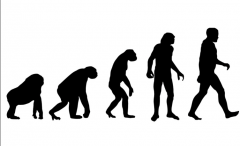 Human evolution