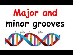 The wider groove is called the major groove and the smaller one is the minor groove.