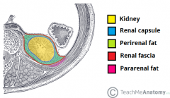 dense irregular CT 
(renal fascia)