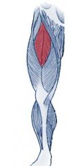 Quadriceps femoris  Vastus intermedius