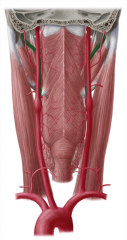 in a groove created by the trachea and the strap muscles