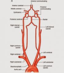 branch off the subclavian artery and ascends vertically through transverse foramina of the cervical vertebrae into the brain at the level of the foramen magnum